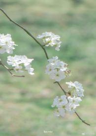 雨打梨花深闭门全文免费阅读